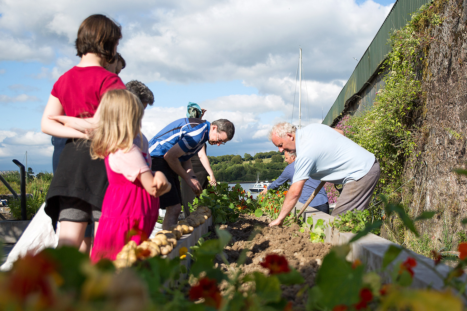Passage West Picking community potatoes