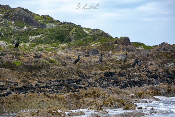 Coastal Sea Birds West Cork