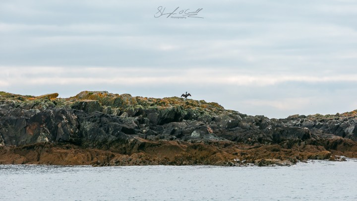 Cormorant spreading wings