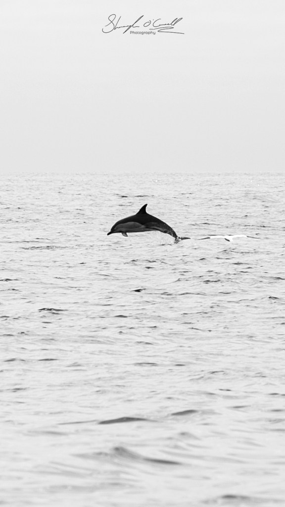 Dolphin jumping out of the water