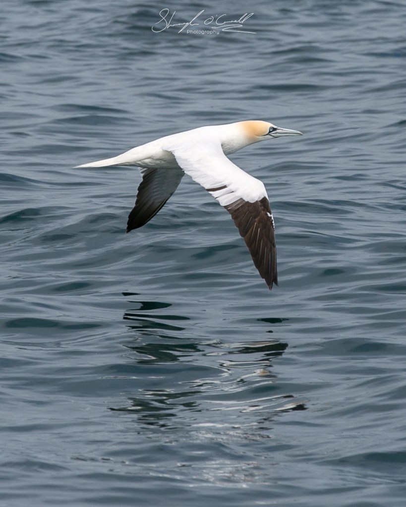 Gannet seabird mid flight