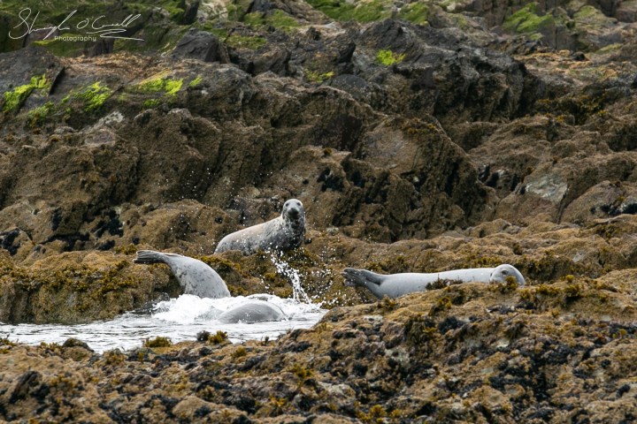 Playful Seals West cork