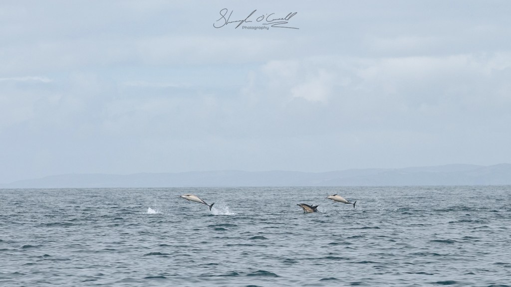 Apod of dolphins jumping mid air