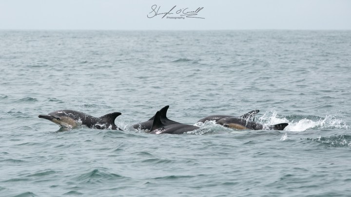 West Cork Whale&nbsp;Watching