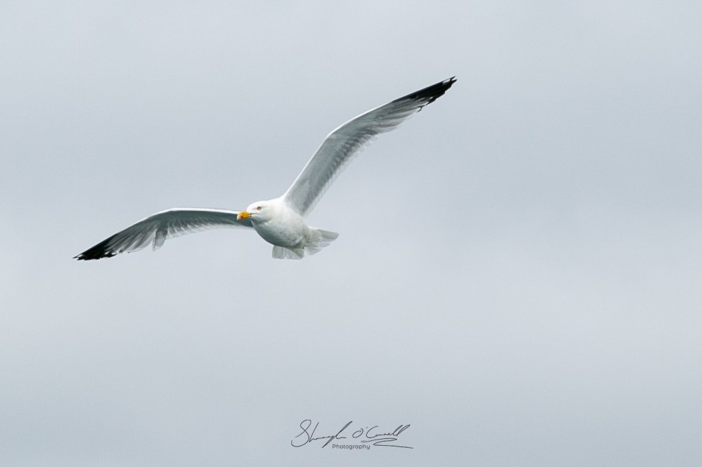 Sea gull in flight