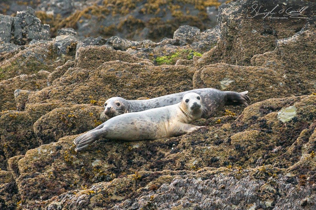 Seal Pups relaxing on rocks off the coast off West Cork
