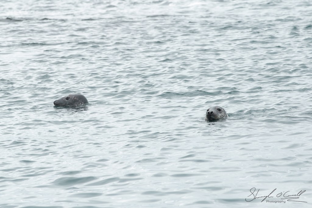 Two Seals Swimming