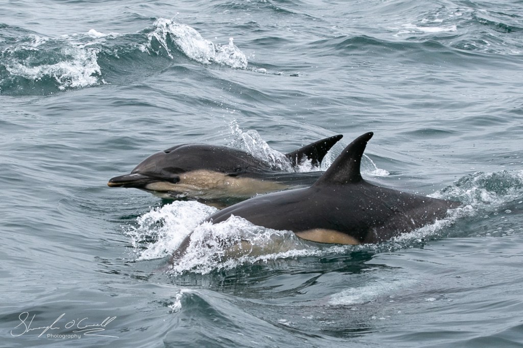 Two Dolphins Jumping out of the water