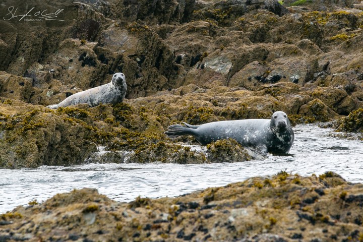 Two Playful Seals West cork